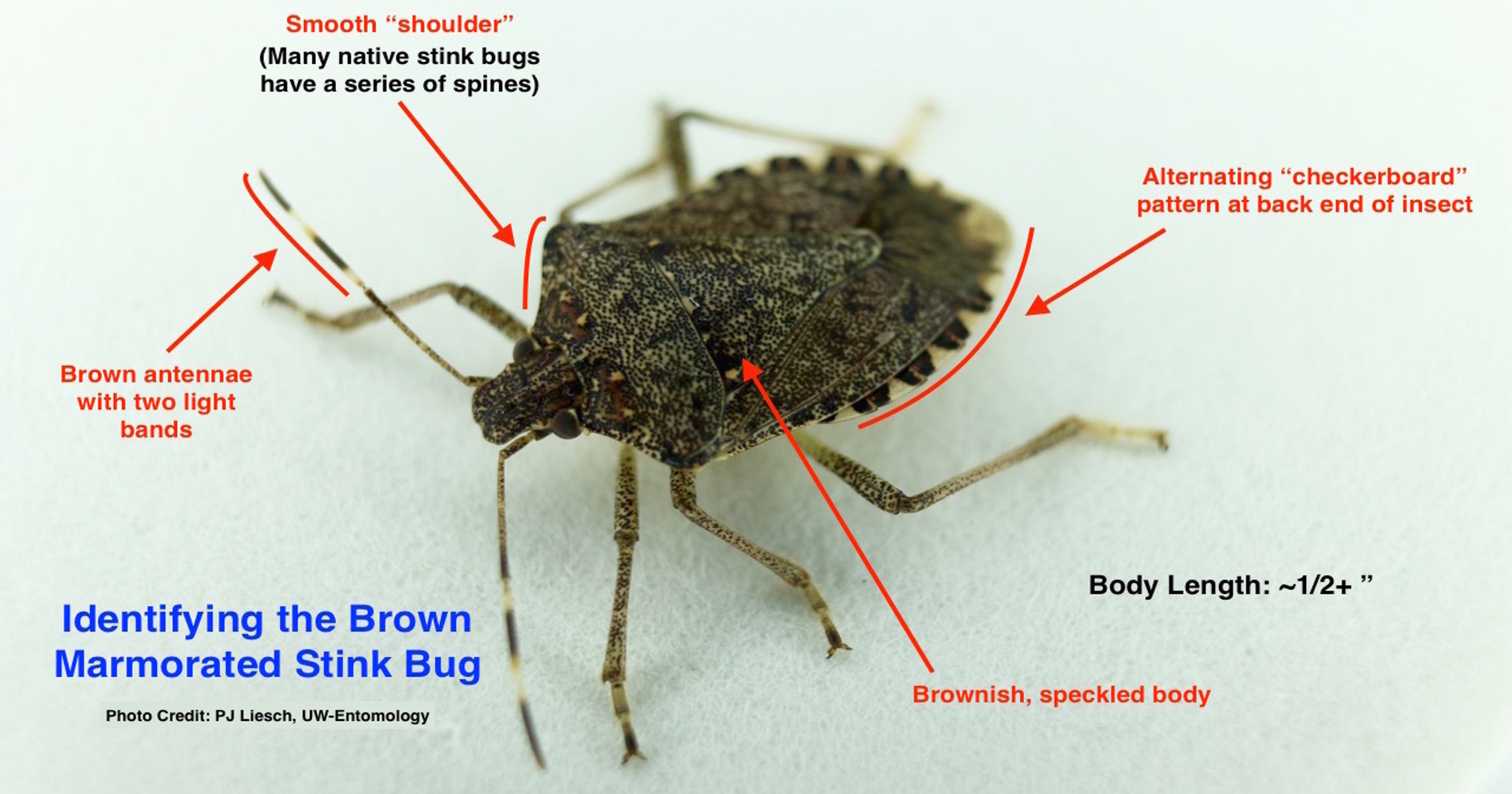 Stinkbugs Warm weather unleashes smelly bugs in Wisconsin