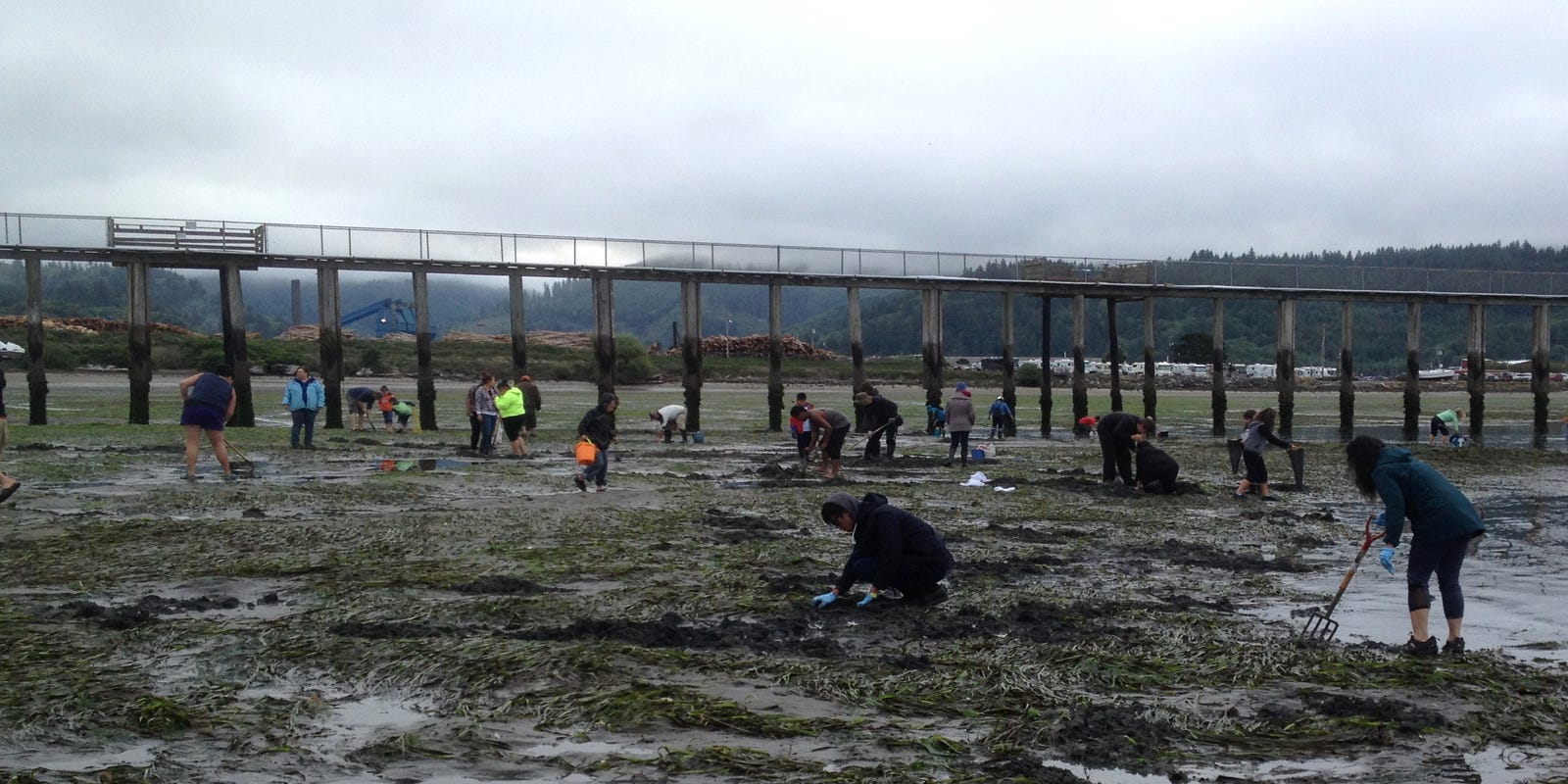 Oregon clamming 2019 Lowtide guide and other resources