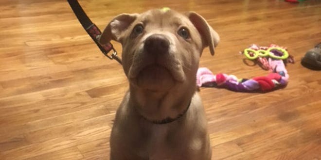 Kash, a 12-week-old puppy, was rescued from a drug house where he had to be revived with Narcan.