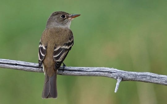 The U.S. Fish and Wildlife Service listed the southwestern willow flycatcher as endangered in 1995. The songbird can be found in Arizona. There are an estimated 600-800 breeding pairs throughout the West.