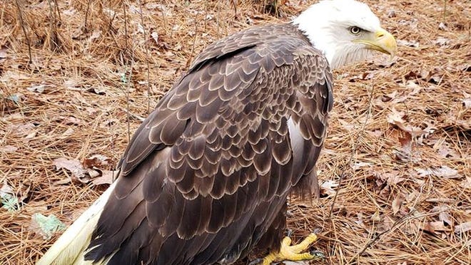 Sussex County Bald Eagle Dies From Lead Poisoning Another Trapped