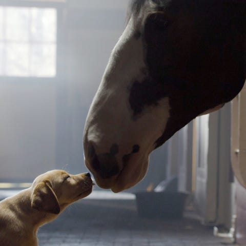 A still frame from the 2014 Super Bowl ad, 'Puppy 