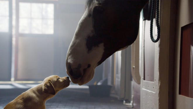 A still frame from the 2014 Super Bowl ad, 'Puppy Love.'Super Bowl 2021 commercials: no Budweiser-why?, follow News Without Politics, NWP, football, sports entertainment, news other than politics