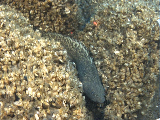 A burbot swims in a quagga mussel-lined crevice on the Lake Michigan bottom