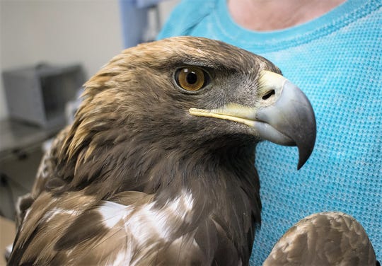 Golden Eagle Dies After Being Shot At Napi Headquarters
