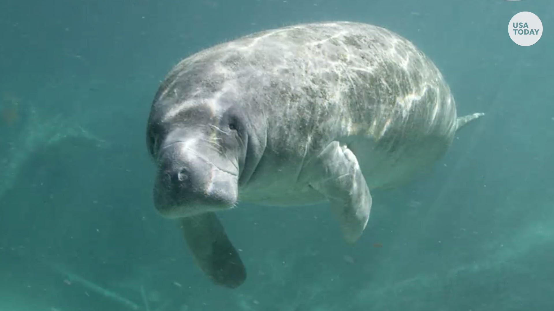 Majestic manatees really are the gentle giants of the sea