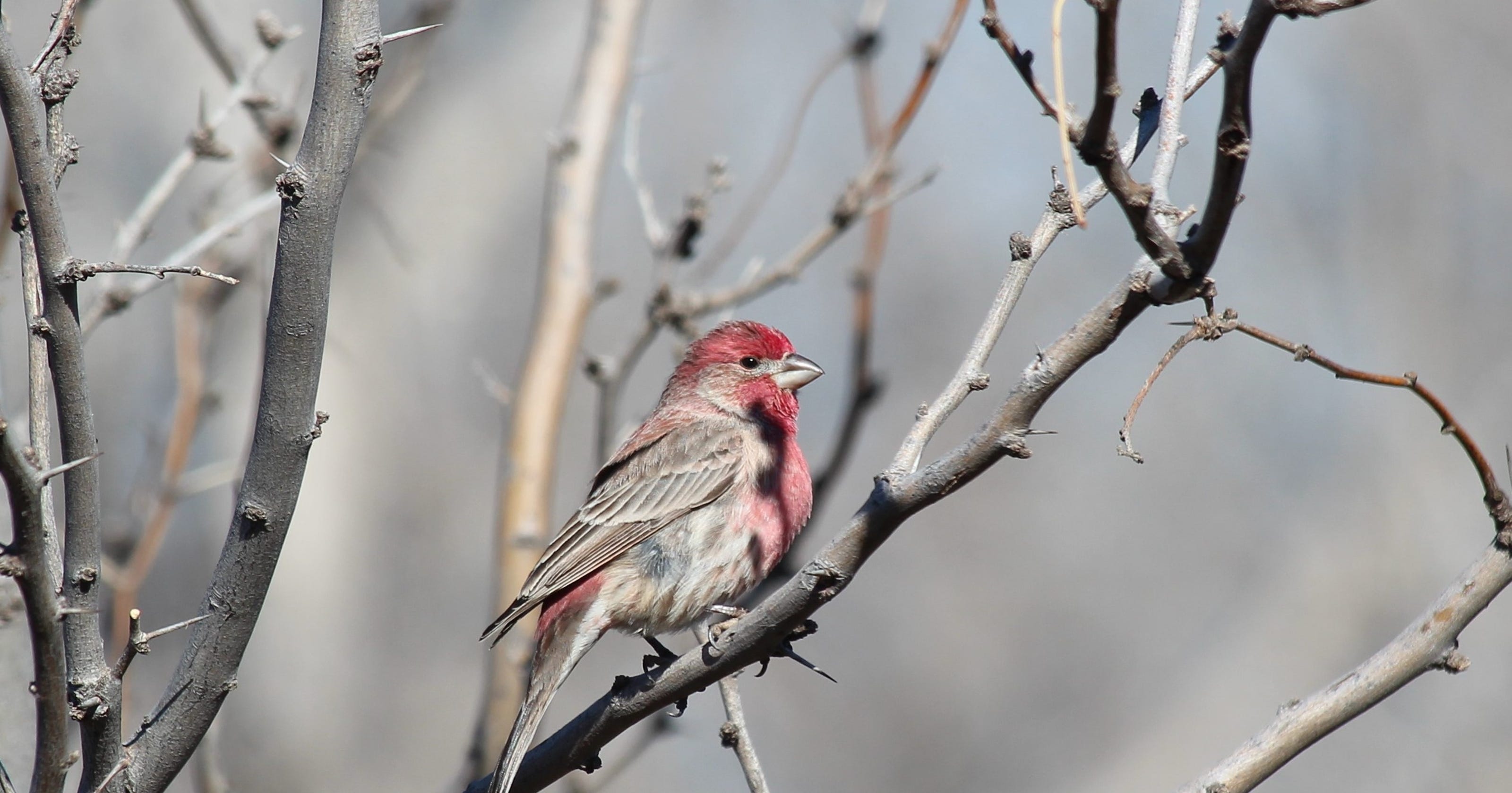 House finches one of the more boisterous birds of West Texas
