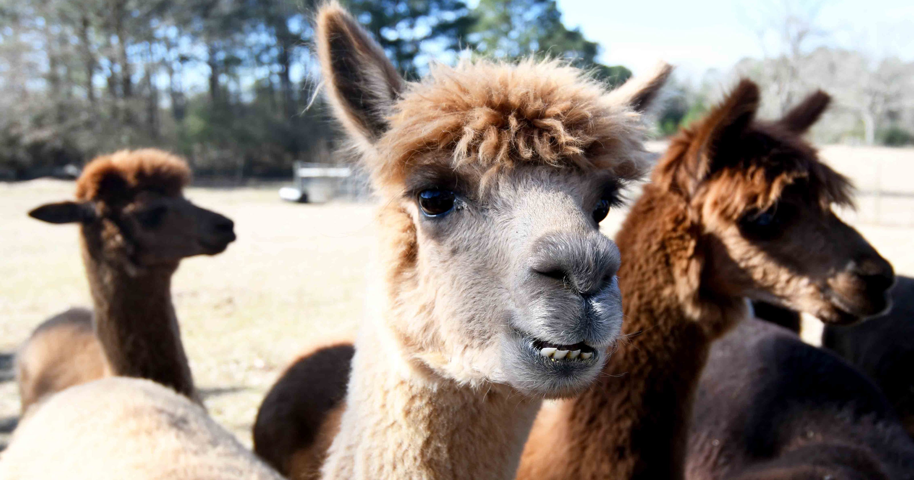 Alpaca farm in Stringer, Mississippi, offers fun, educational tours