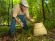 Naturalist Whitey Hitchcock collects chanterelles from the forest floor Tuesday in Cades Cove in the Great Smoky Mountains National Park. The choice, edible fungi are prized by chefs but it took Hitchcock a while to appreciate them. "When I first starting eating them, I didn't like them, but they grew on me. They go real good with gamey food like elk and wild pig," he said.
