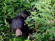A black bear lunches on blackberries in Cades Cove July 10, 2009 in the Great Smoky Mountains National Park. 