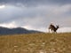 A whitetail deer puts up a "flag" to alert herd-mates of danger on Tuesday at Cades Cove in the Great Smoky Mountain National Park. GSMNP wildlife biologist Bill Stiver says visitors have an unique opportunity for viewing wildlife in Cades Cove which has one of the largest densities of deer in the park. "But we've noticed an actual decrease in the Cades Cove deer population in the last 15 years which is possibly due to predators like bears, coyotes, and bobcats," Stiver said. He cautions visitors not to approach wildlife too closely. "We're trying to encourage people to observe from the roadside," he said.