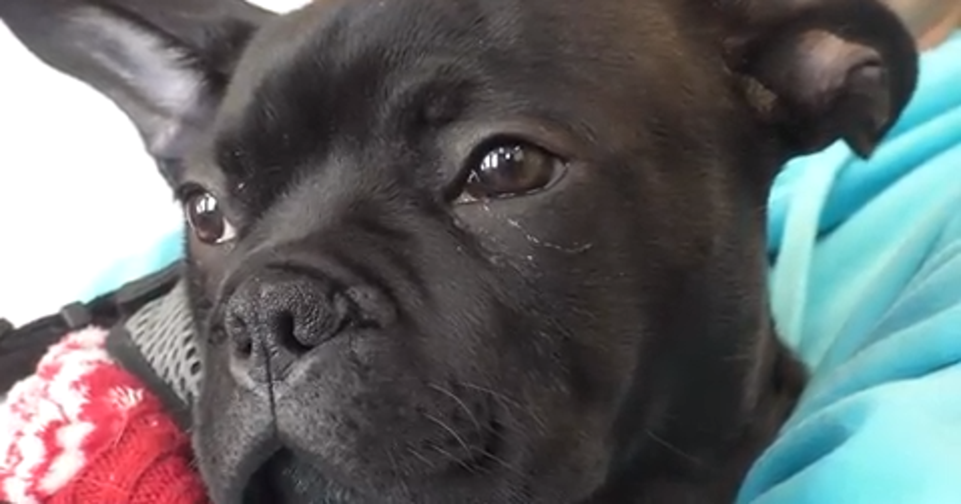 Pet Insurance Petfirst Finds Success In Trending Industry