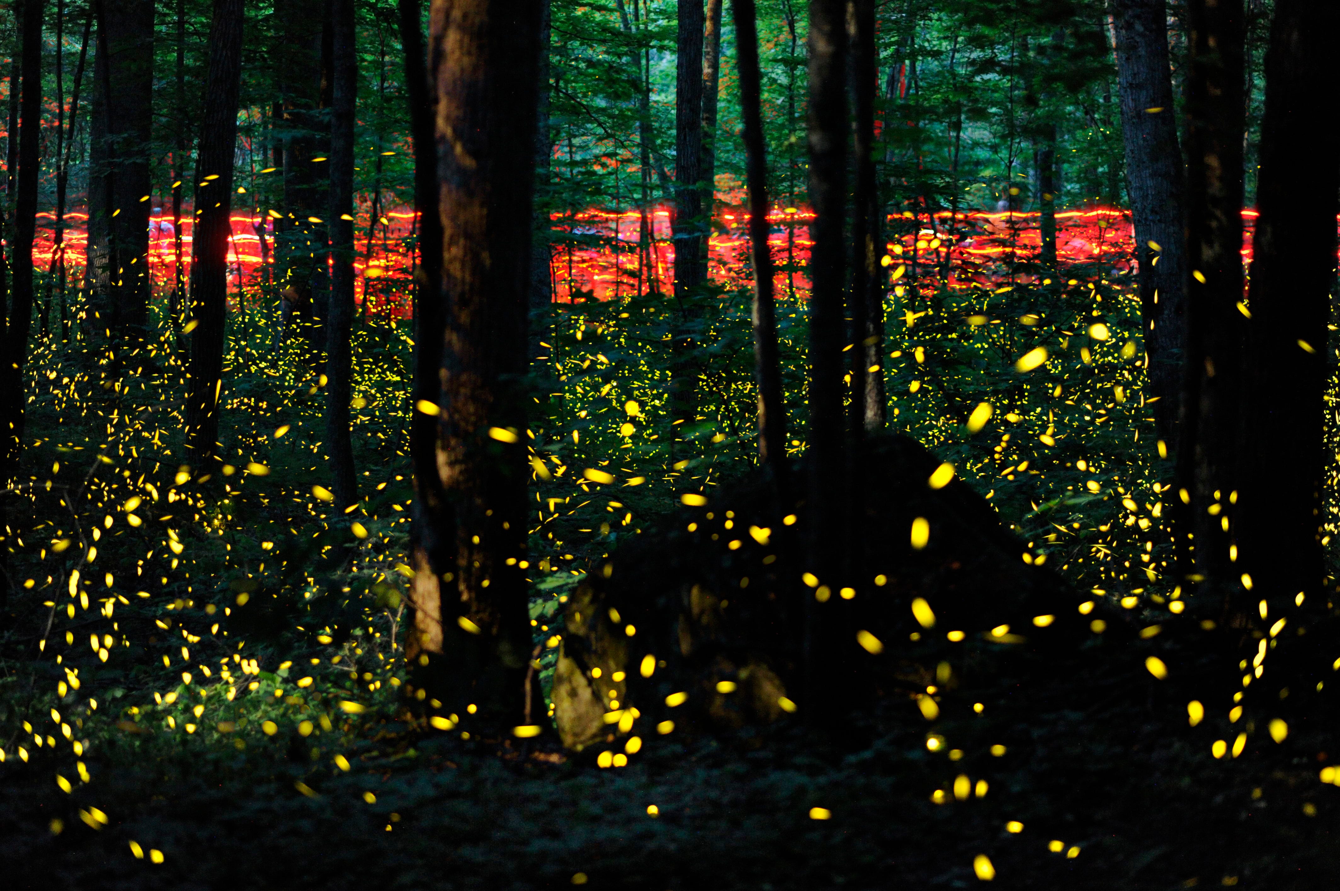 Synchronous fireflies at Elkmont Viewing dates, when to enter lottery