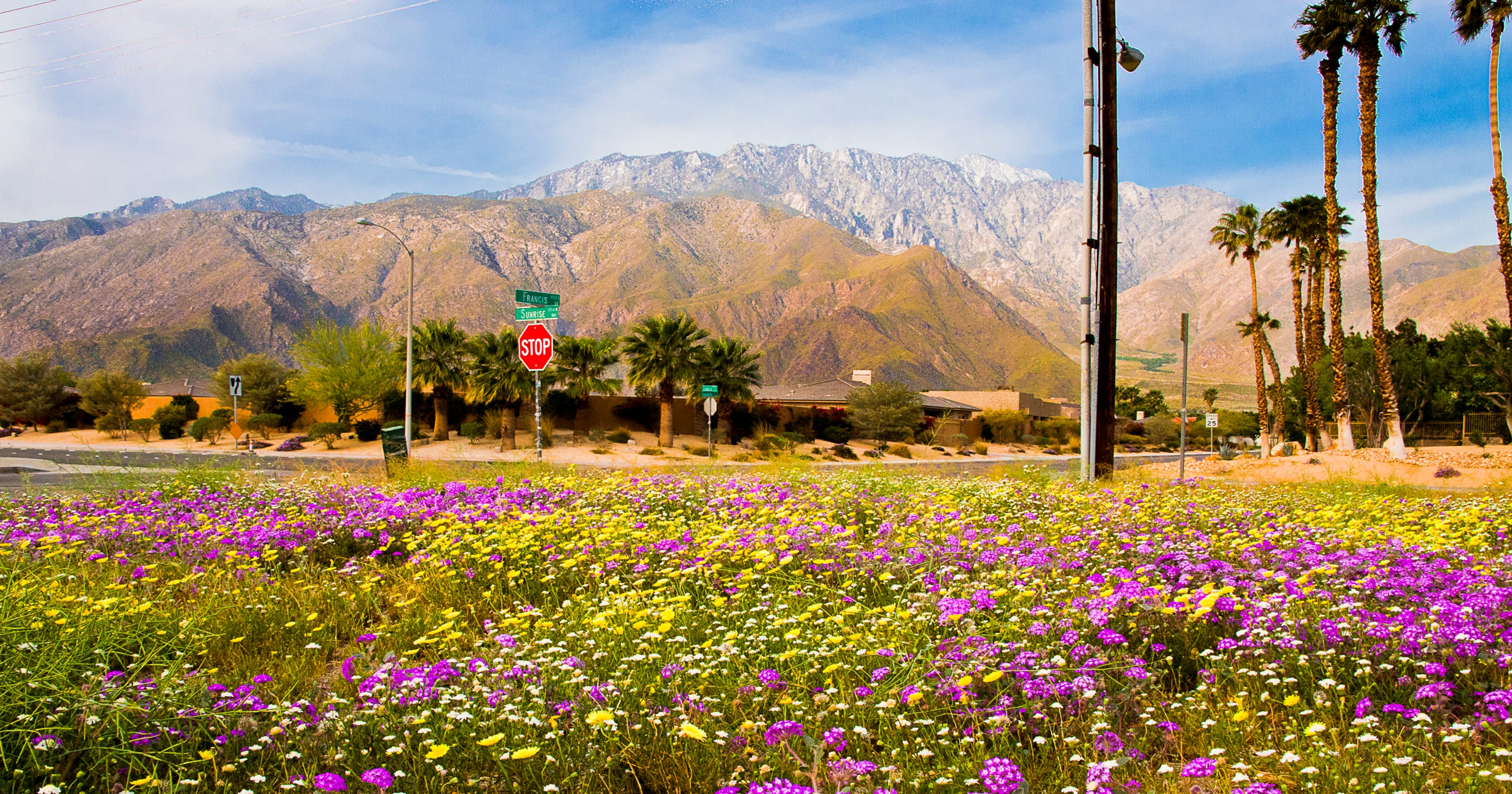Wildflowers Are Already Blooming In The Palm Springs Area