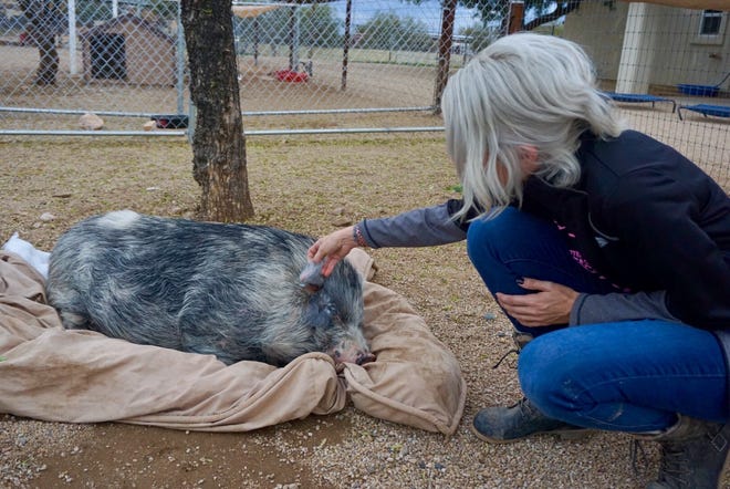 Better Piggies Rescue Director Danielle Betterman shows a torn ear of Coppachino, a potbelly pig found roaming around the streets of downtown Phoenix.