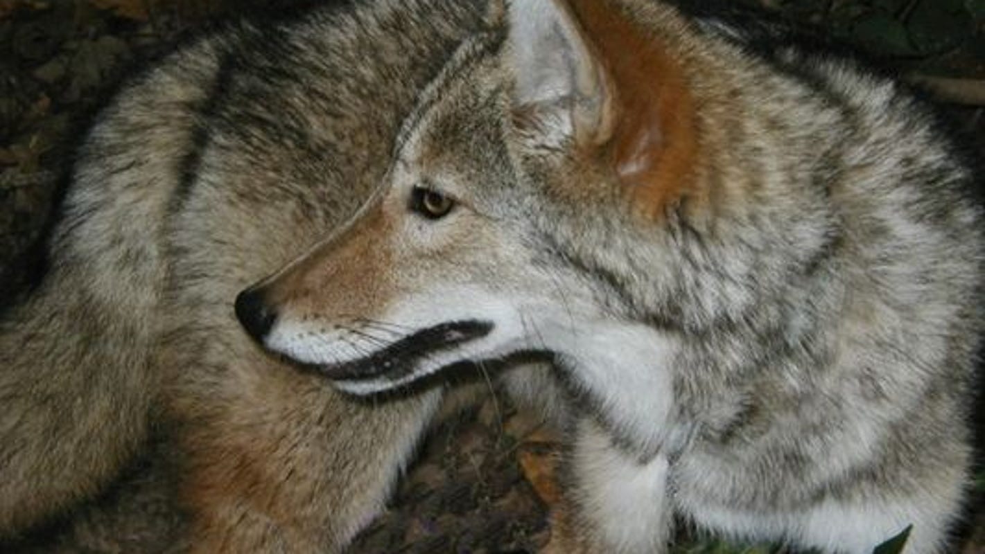 Police Kill Coyote That Attacked Nj Mom And Son