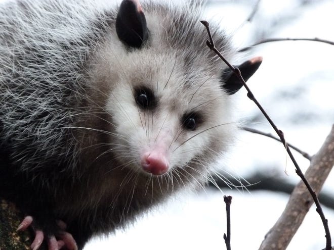 Un opossum guarda da un albero la fotografa Kara Jones il 23 gennaio 2012