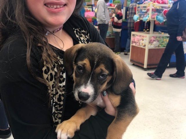 Brielle Martin, the daughter of Junior Humane Society volunteer Ashley Martin, poses for a photo with Frosty, a beagle puppy up for adoption, during a PetSmart adoption event.