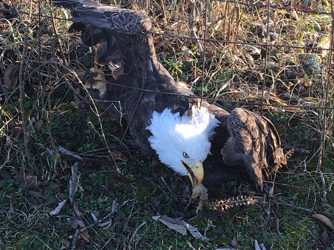 A Strafford landowner found this bald eagle trapped in a wire fence Tuesday. It's now being treated for possible rodent poisoning at Dickerson Park Zoo.