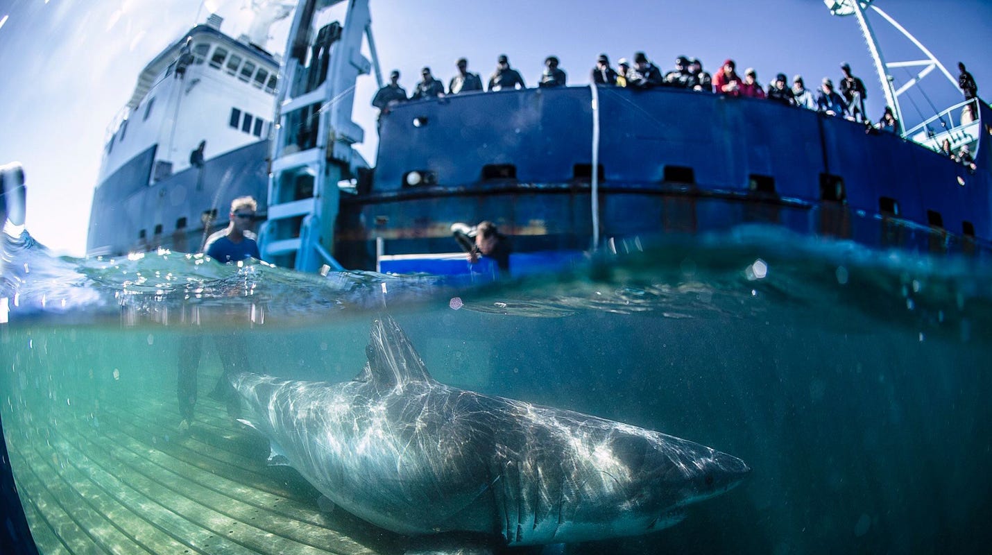 Shark Week Florida Shark Expert Debunks Fishy Myths