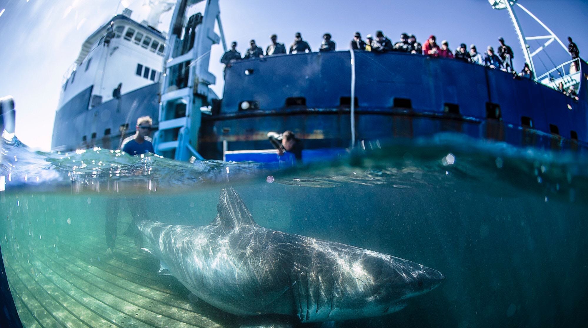 What to know about great white sharks in Florida