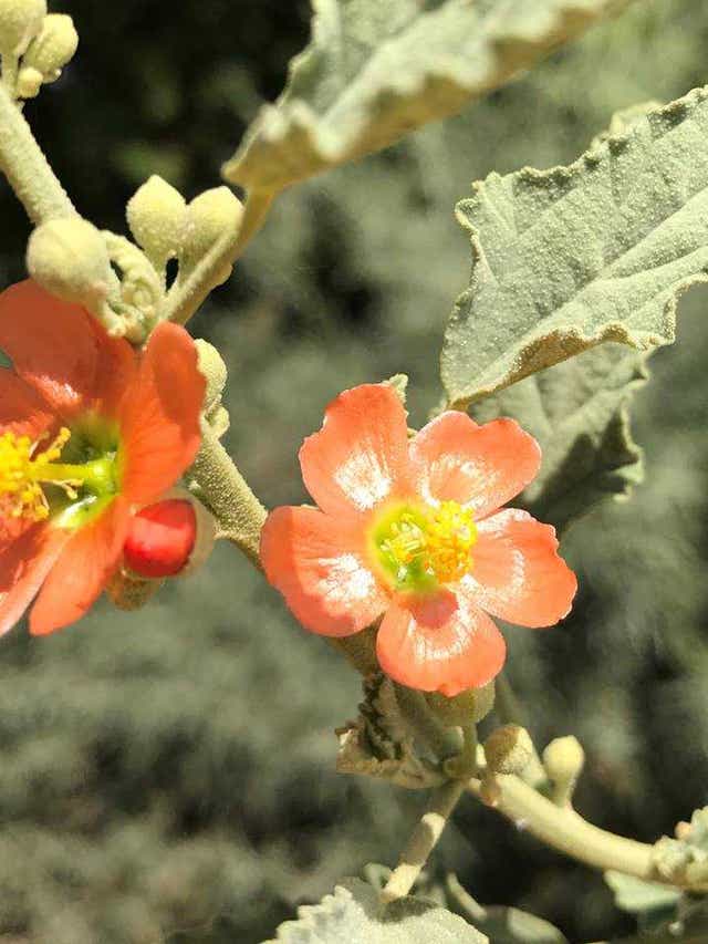 Where To Find Spring Wildflowers In New Mexico