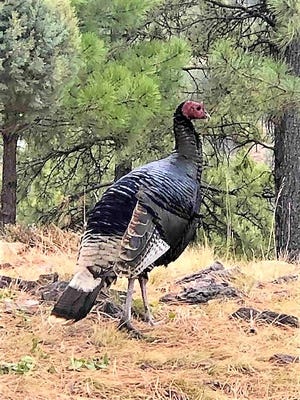 This prime specimen of wild turkey better stop strutting his stuff when hunting season opens.