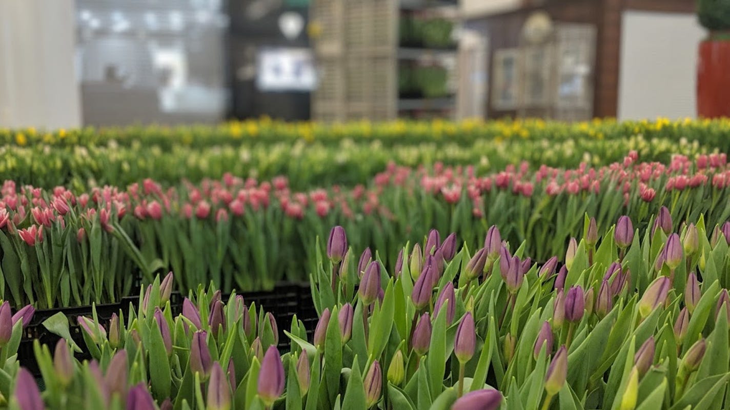 Pop Up Tulips At Cherry Hill Mall Help Hungry