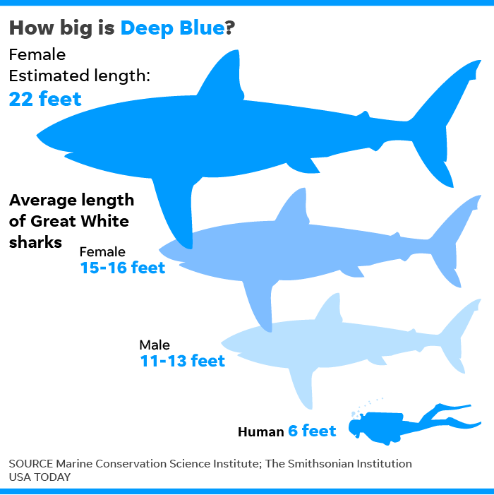 Blue Shark Length Weight Chart