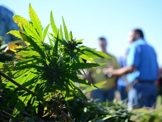 Bill legalizing hemp growth and sales in Indiana clears final hurdle, heads to governor