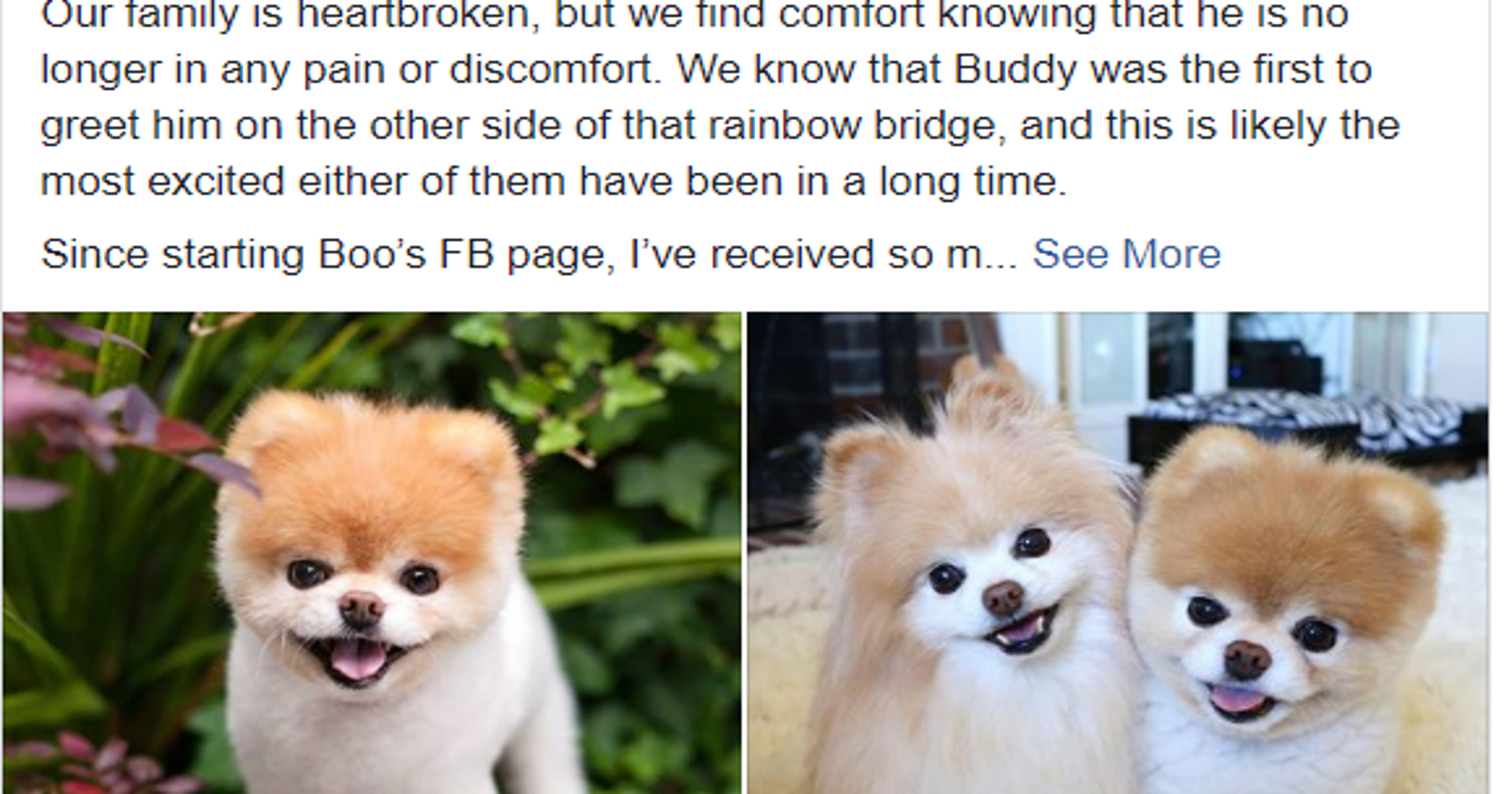 Boo The Pomeranian And Social Media Superstar Dies At 12