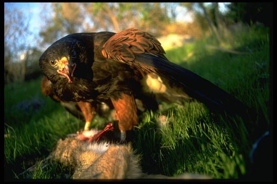 Cdfw What Can I Do About A Hawk Eating Its Lunch In My Yard