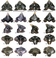 Images of teeth from the Galagadon nordquistae.