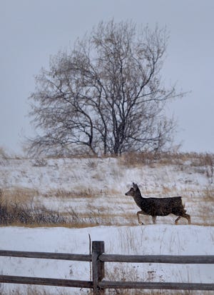 A mule deer walks the snowy hillsides near Giant Springs State Park in Wednesday's snow storm.