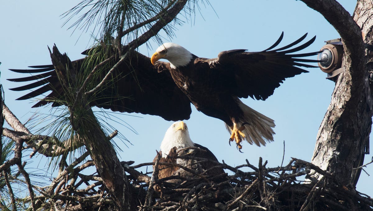 Photos 2019 Southwest Florida Eagle Cam eaglets are almost a month old