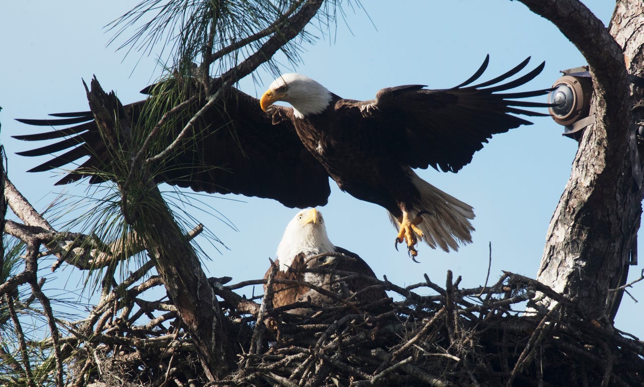 Photos: 2019 Southwest Florida Eagle Cam eaglets are almost a month old
