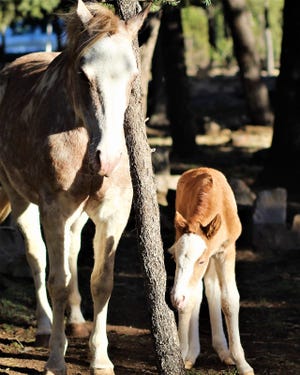 One of the new foals of a wild horse herd was with its mother in the Alto area.