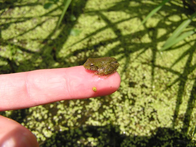 The tiny Blanchard's cricket frog sits comfortably on a person's index finger. This species, which is listed as endangered in Wisconsin, has been found living near the Davis Nature Preserve near Mukwonago.