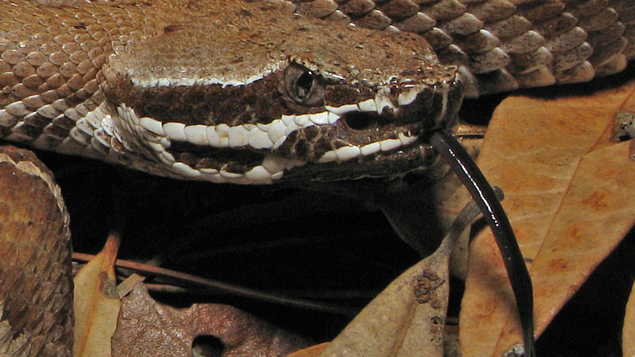 When Is Rattlesnake Season In Arizona Here S When They Come Out