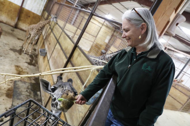 Dr. Jan Ramer, director of the Wilds, visits with a young giraffe in this Times Recorder file phot. The Wilds, located near Cumberland, is one of the largest conservation parks in the country. The facility recently recieved the Excellence Award for tourism by the Eastern Ohio Development Alliance.