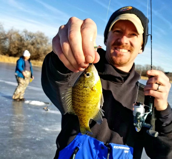 As a bluegill’s metabolism slows down in winter, it can go weeks without eating. Bluegill are a non-native Montana fish species.