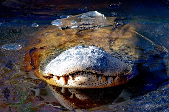 An alligator is shown with its nose above water as it braces for freezing temperatures at the Shallotte River Swamp Park in North Carolina.