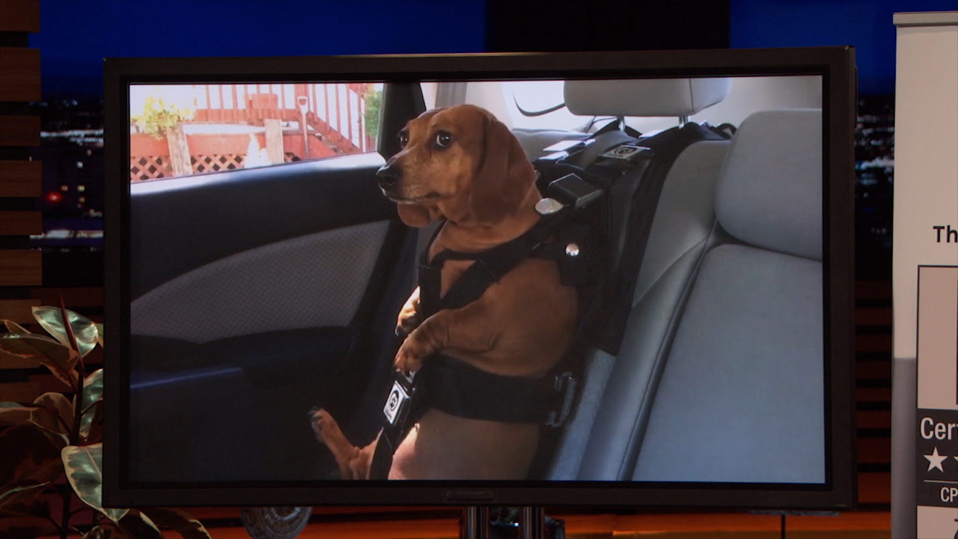 dog seat belt shark tank