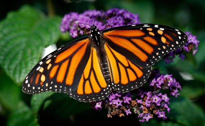 A free talk about Monarch butterflies and their relationship with milkweed plants will be given Saturday afternoon at the Audubon Museum.