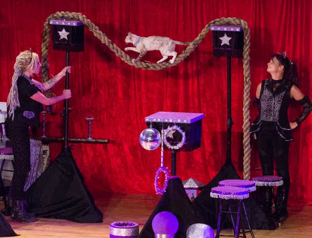 The Amazing Acro Cats Leap Into Las Cruces