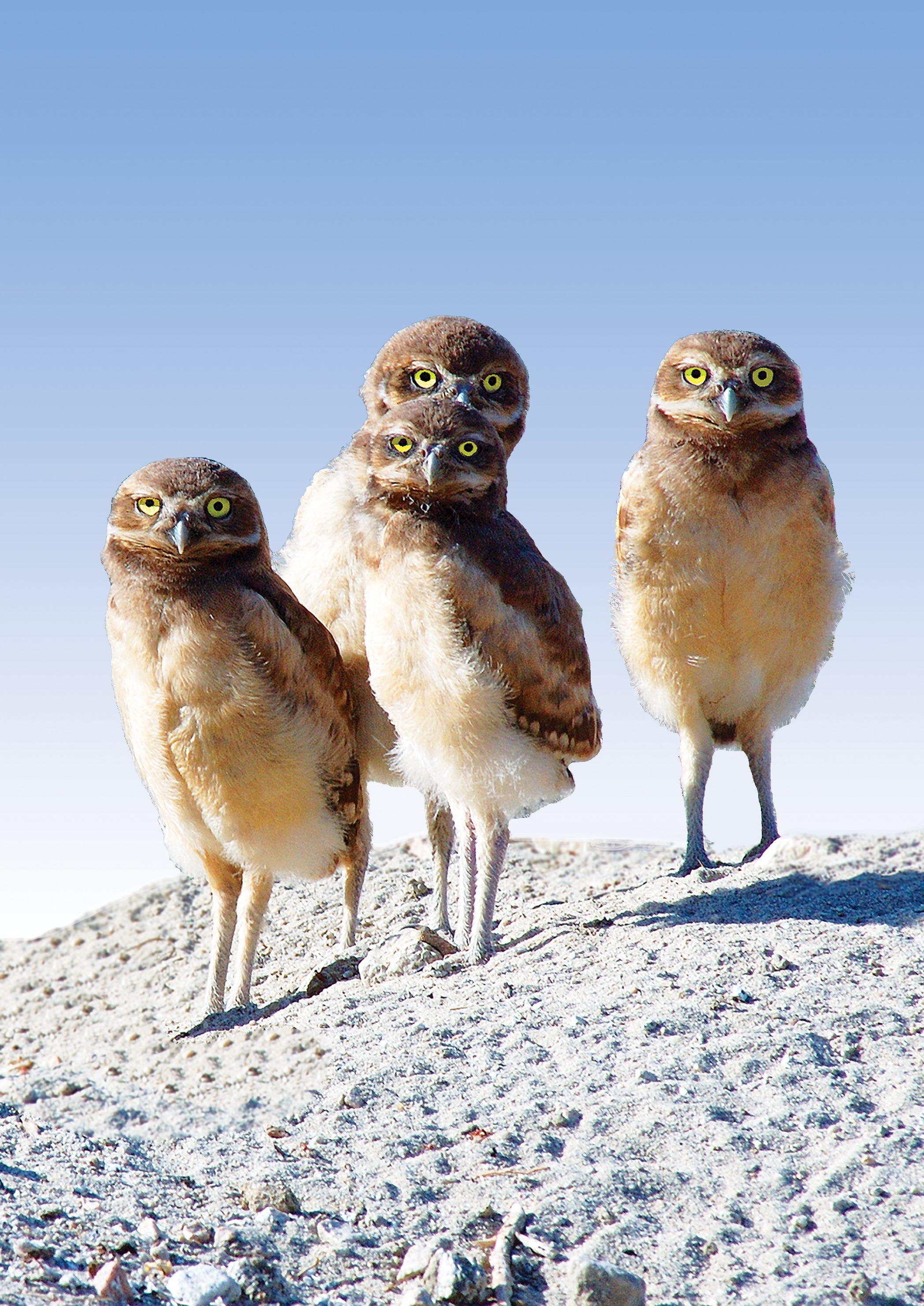 Burrowing owls find their own way to stay cool in California desert