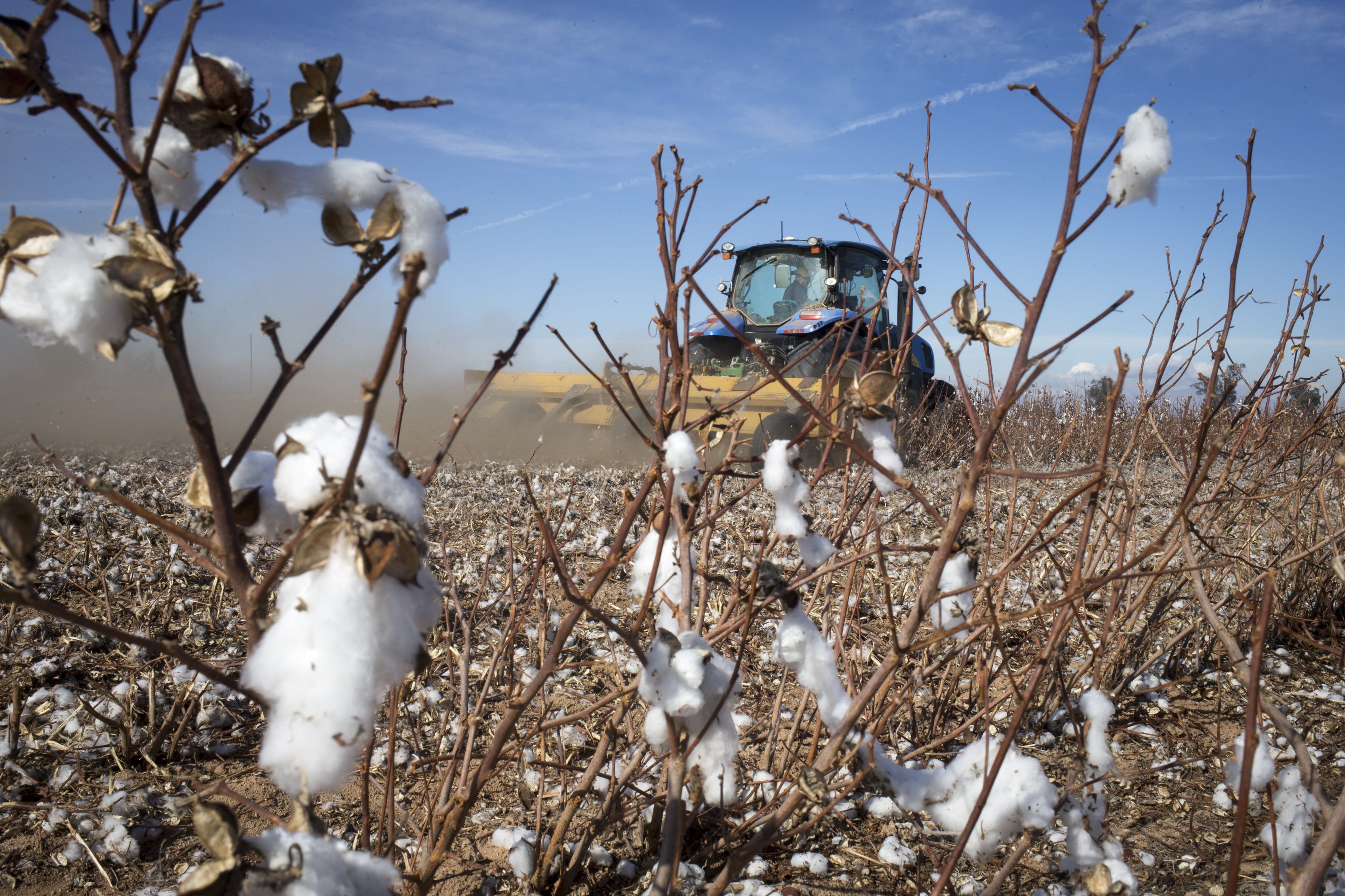 A tractor chops down stalks of cotton plants after the harvest on Jan. 16, 2019, in a field on the Thelander family's farm south of Maricopa, Arizona.