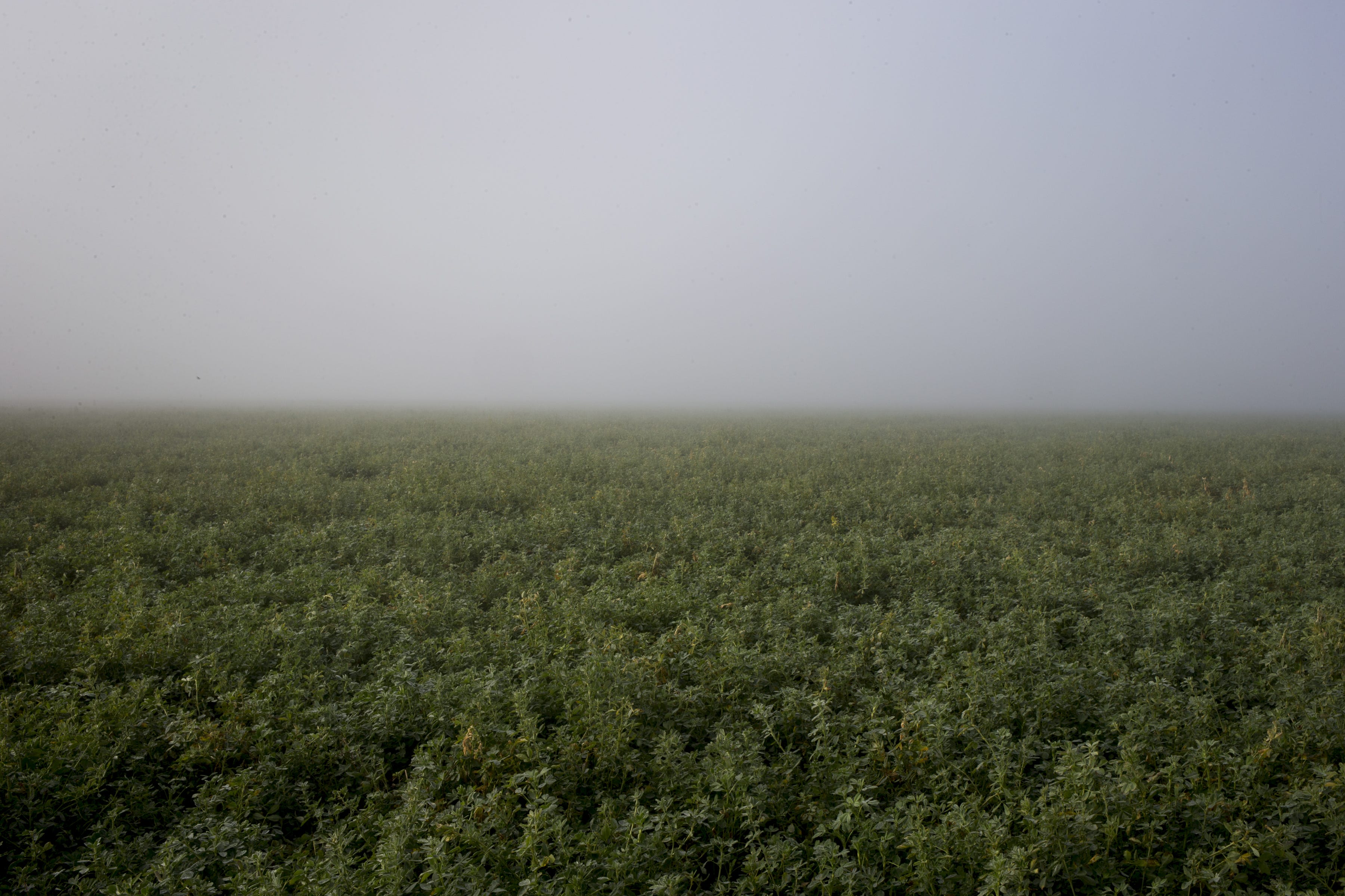 Mist hangs over an alfalfa field after rainy weather on Jan. 16, 2019, in Pinal County.