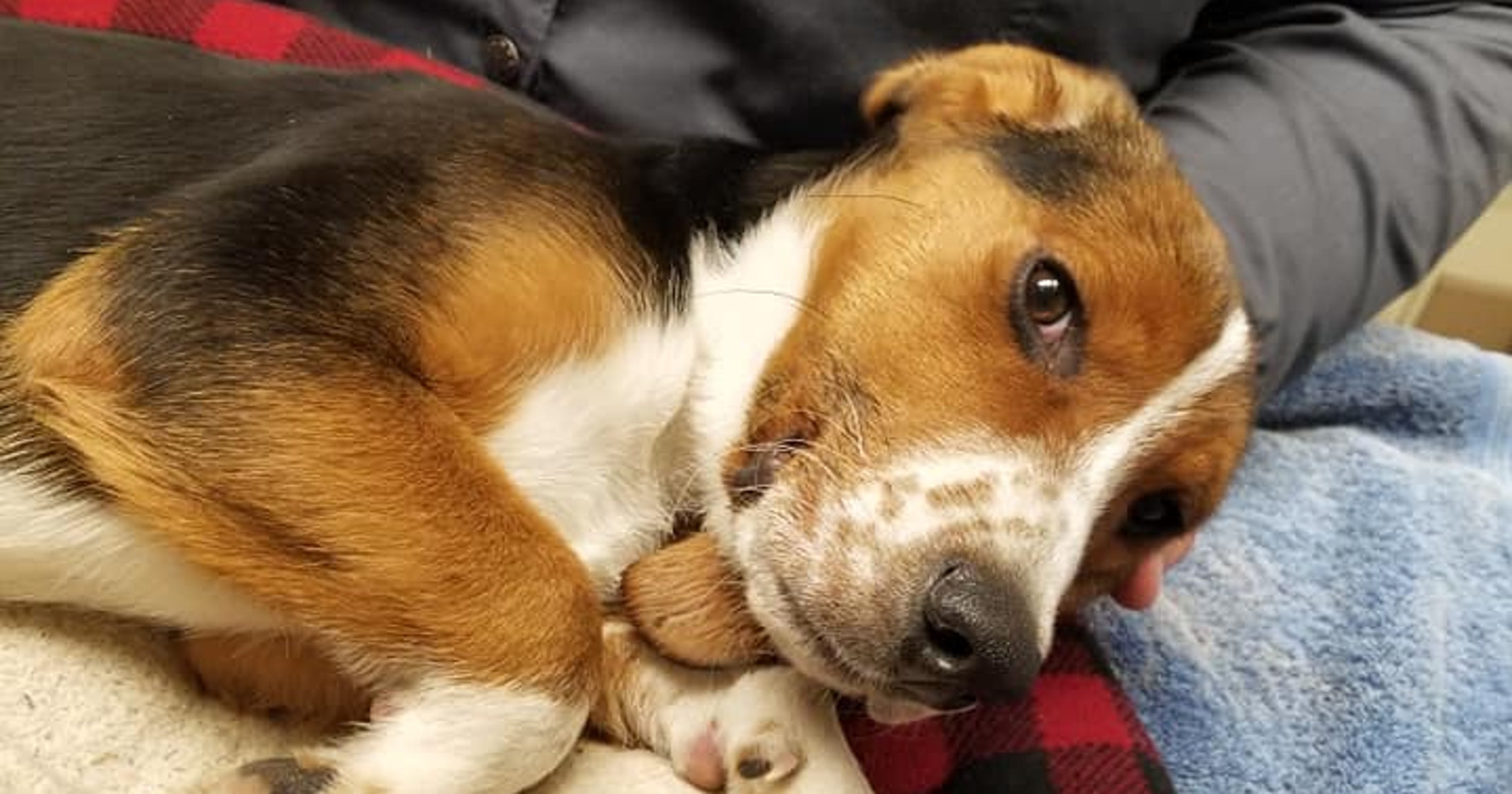 Pet Safety How To Keep Dogs Cats Safe In Extreme Winter