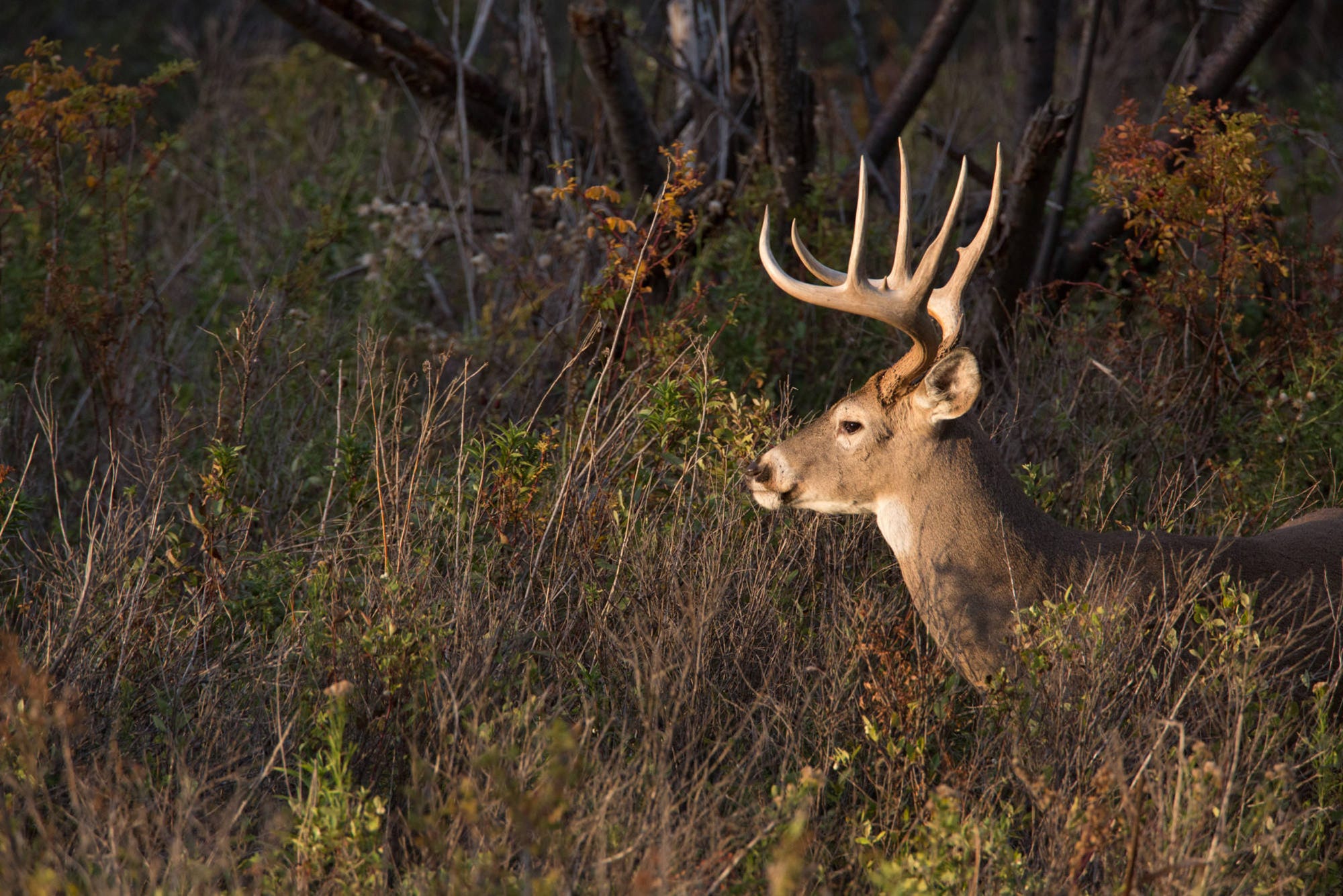 Deer Feeding Chart 2019